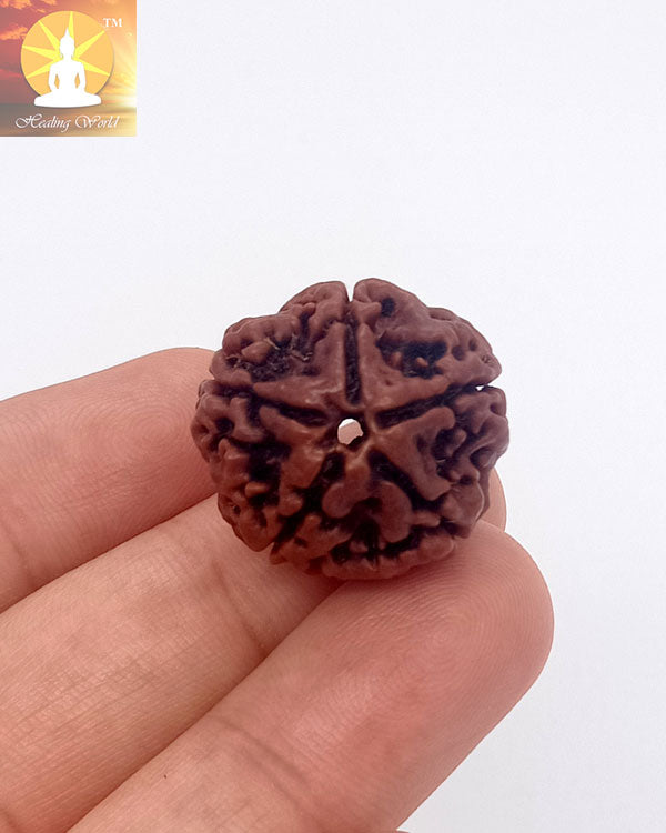 Panchmukhi Rudraksh Bead