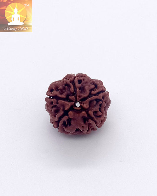 Panchmukhi Rudraksh Bead