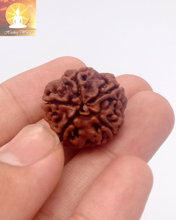 Panchmukhi Rudraksh Bead